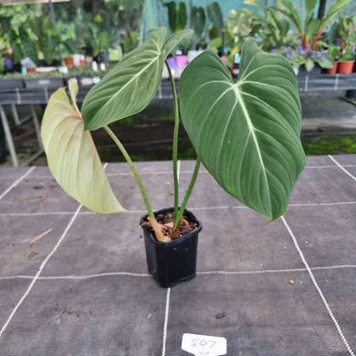 #507 Philodendron Gloriosum