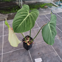 Load image into Gallery viewer, #507 Philodendron Gloriosum