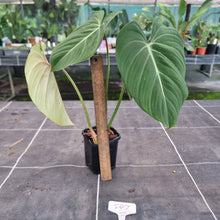 Load image into Gallery viewer, #507 Philodendron Gloriosum