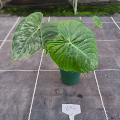 #614 Philodendron Majestic