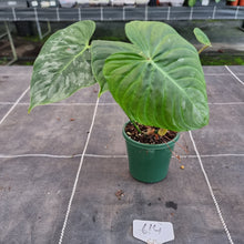 Load image into Gallery viewer, #614 Philodendron Majestic