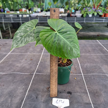 Load image into Gallery viewer, #614 Philodendron Majestic