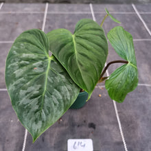 Load image into Gallery viewer, #614 Philodendron Majestic