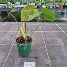 Load image into Gallery viewer, #614 Philodendron Majestic