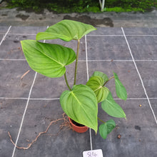 Load image into Gallery viewer, #84 Philodendron Pastazanum x Gloriosum