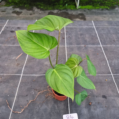 #84 Philodendron Pastazanum x Gloriosum