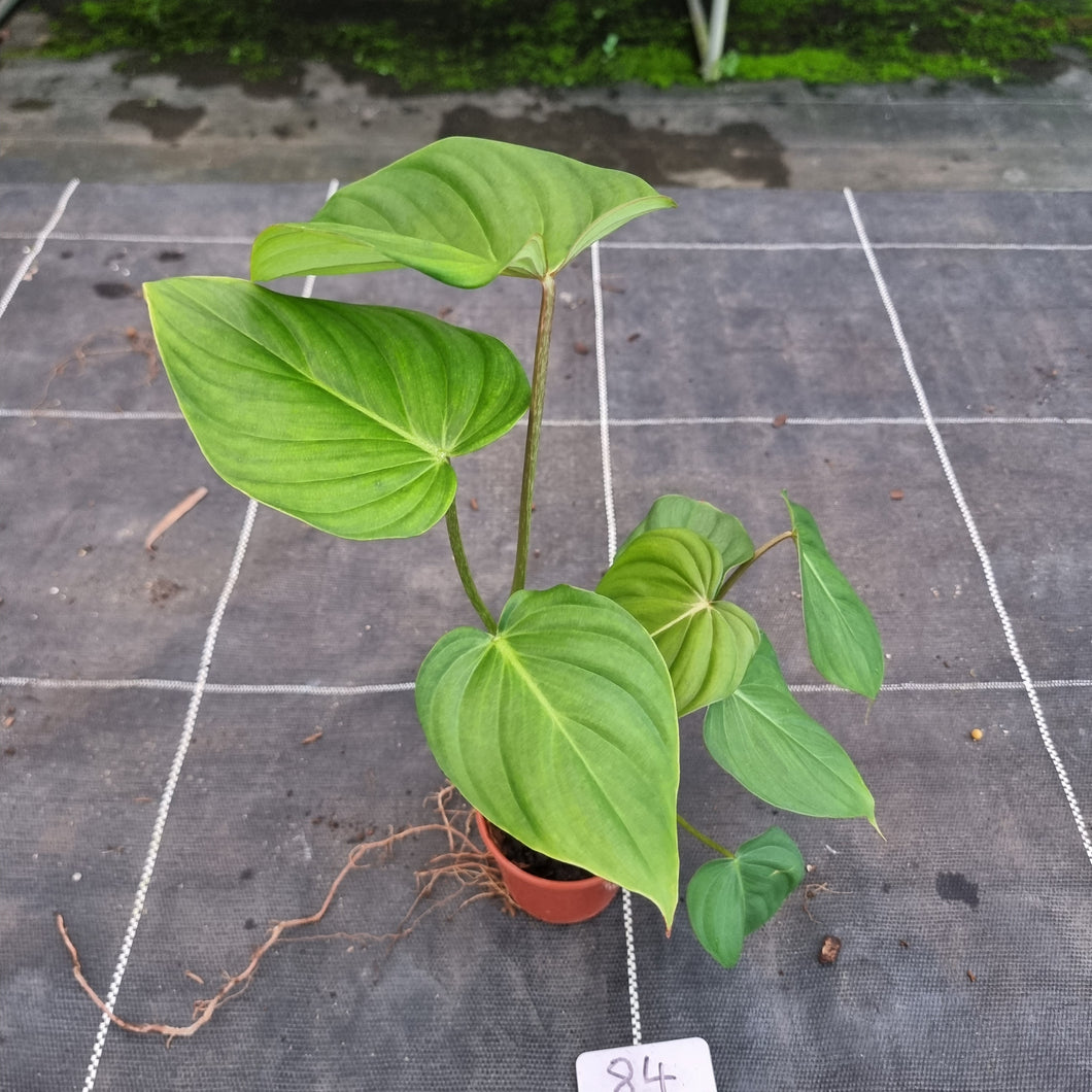 #84 Philodendron Pastazanum x Gloriosum