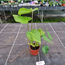 Load image into Gallery viewer, #84 Philodendron Pastazanum x Gloriosum