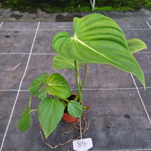 Load image into Gallery viewer, #84 Philodendron Pastazanum x Gloriosum