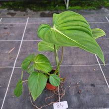 Load image into Gallery viewer, #84 Philodendron Pastazanum x Gloriosum