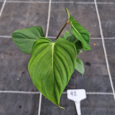 #92 Philodendron Pastazanum x Gloriosum