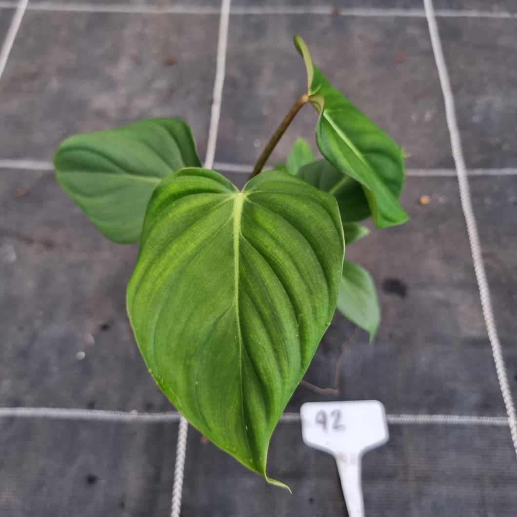 #92 Philodendron Pastazanum x Gloriosum