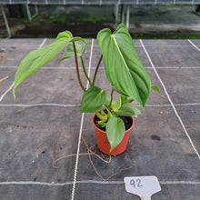 Load image into Gallery viewer, #92 Philodendron Pastazanum x Gloriosum