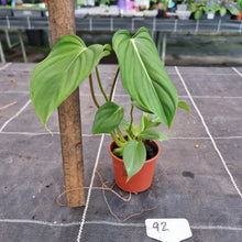 Load image into Gallery viewer, #92 Philodendron Pastazanum x Gloriosum
