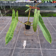Load image into Gallery viewer, #1 Philodendron Atabapoense