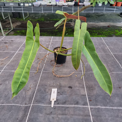 #1 Philodendron Atabapoense