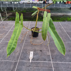 #1 Philodendron Atabapoense