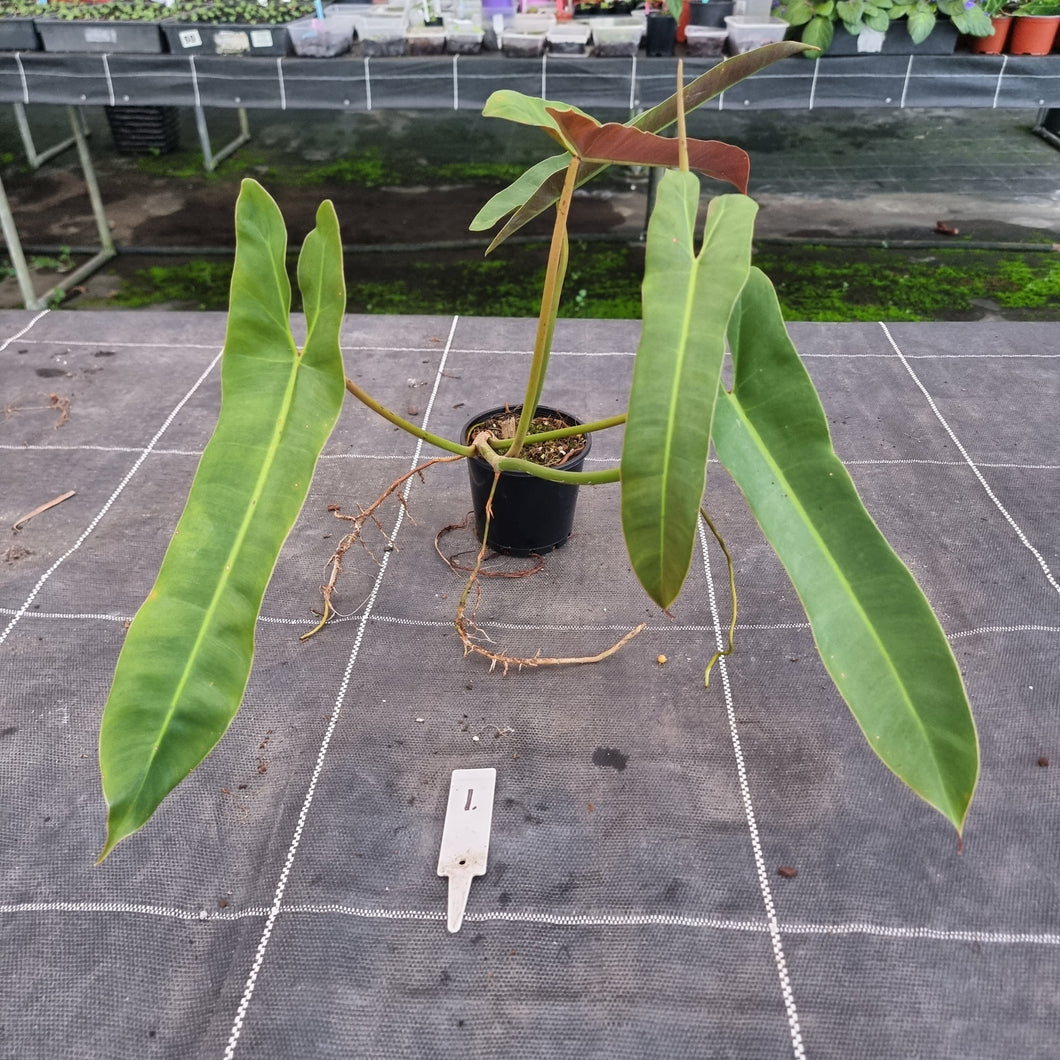#1 Philodendron Atabapoense