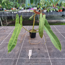 Load image into Gallery viewer, #1 Philodendron Atabapoense