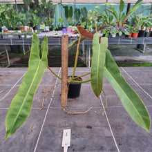 Load image into Gallery viewer, #1 Philodendron Atabapoense