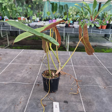 Load image into Gallery viewer, #1 Philodendron Atabapoense