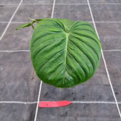 #D16 Philodendron Majestic