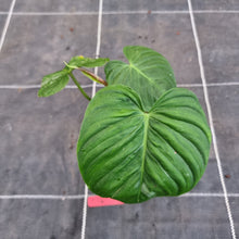 Load image into Gallery viewer, #D16 Philodendron Majestic