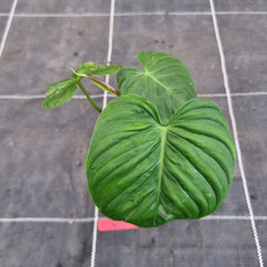 #D16 Philodendron Majestic