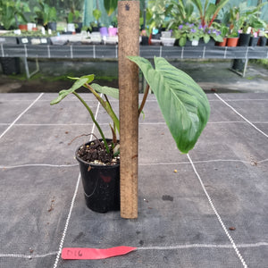 #D16 Philodendron Majestic