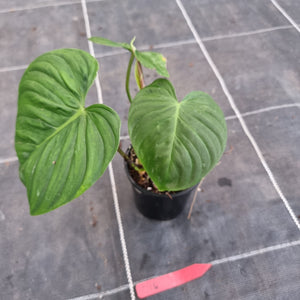 #D16 Philodendron Majestic
