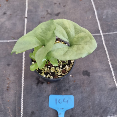 #104 Nephthytis Swainei