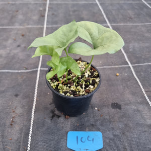 #104 Nephthytis Swainei