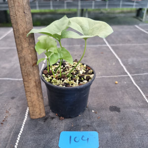 #104 Nephthytis Swainei