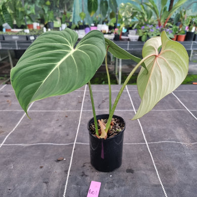 #601 Philodendron Gloriosum