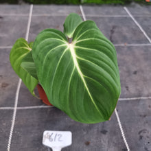 Load image into Gallery viewer, #612 Philodendron Gloriosum