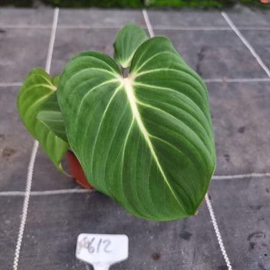 #612 Philodendron Gloriosum