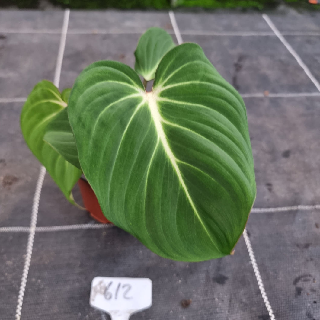#612 Philodendron Gloriosum