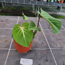 Load image into Gallery viewer, #612 Philodendron Gloriosum