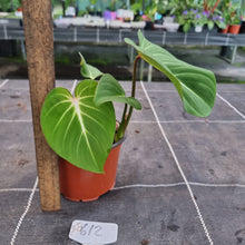 Load image into Gallery viewer, #612 Philodendron Gloriosum