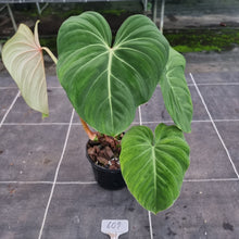 Load image into Gallery viewer, #609 Philodendron Gloriosum