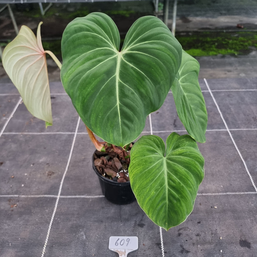#609 Philodendron Gloriosum