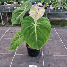 Load image into Gallery viewer, #609 Philodendron Gloriosum