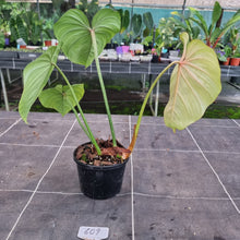 Load image into Gallery viewer, #609 Philodendron Gloriosum