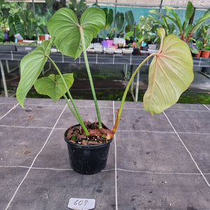 #609 Philodendron Gloriosum