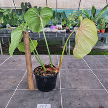 Load image into Gallery viewer, #609 Philodendron Gloriosum