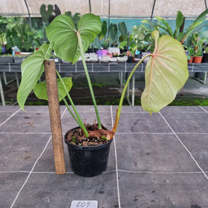 #609 Philodendron Gloriosum