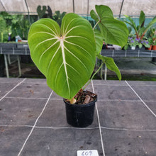 Load image into Gallery viewer, #609 Philodendron Gloriosum