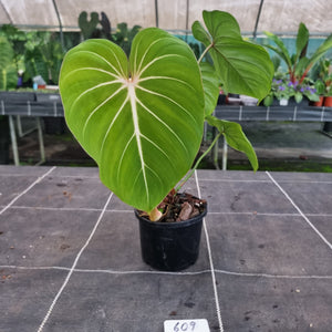 #609 Philodendron Gloriosum
