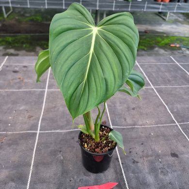 #D18 Philodendron Pastazanum x Gloriosum
