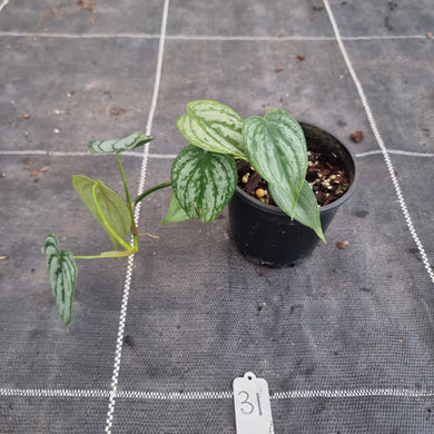 #31 Philodendron Brandtianum